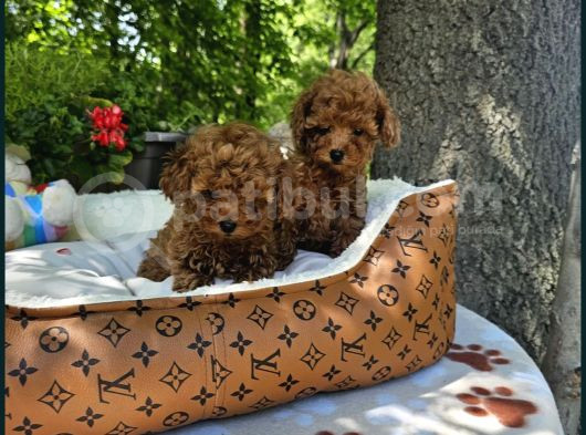 Bİblo gibi toy poodle yavrular