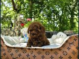 Bi̇blo Gibi Toy Poodle Yavrular