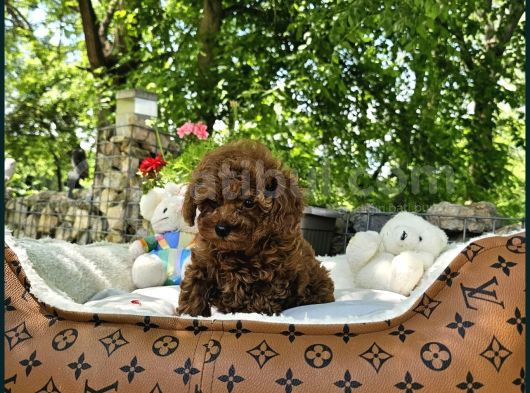 Bi̇blo Gibi Toy Poodle Yavrular görsel