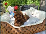 Bi̇blo Gibi Toy Poodle Yavrular