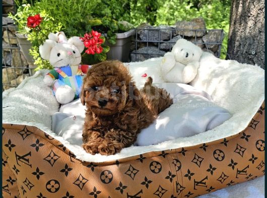 Bi̇blo Gibi Toy Poodle Yavrular görsel