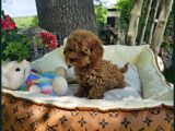 Bi̇blo Gibi Toy Poodle Yavrular