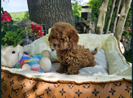 Bi̇blo Gibi Toy Poodle Yavrular görsel