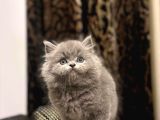 AYI SURAT BRITISH LONGHAIR YAVRULARIM