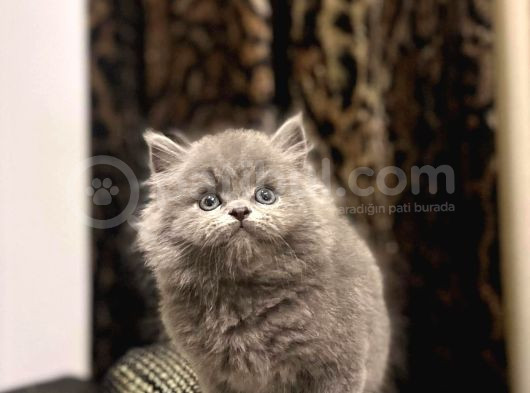 Ayi Surat British Longhair Yavrularim