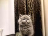 Ayi Surat British Longhair Yavrularim