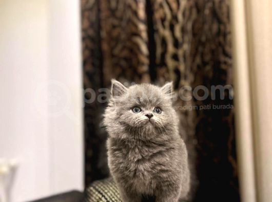 Ayi Surat British Longhair Yavrularim görsel