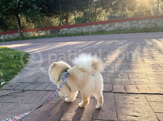 Pomernian Boo Erkek görsel