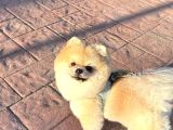 Pomernian Boo Erkek
