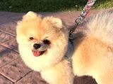 Pomernian Boo Erkek