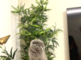 Bi̇rbi̇ri̇nden Güzel Scottish Fold Yavrularim
