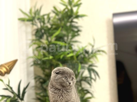Bi̇rbi̇ri̇nden Güzel Scottish Fold Yavrularim görsel