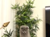 Bi̇rbi̇ri̇nden Güzel Scottish Fold Yavrularim