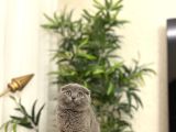 Bi̇rbi̇ri̇nden Güzel Scottish Fold Yavrularim