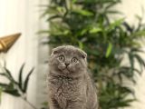 BİRBİRİNDEN GÜZEL SCOTTISH FOLD YAVRULARIM