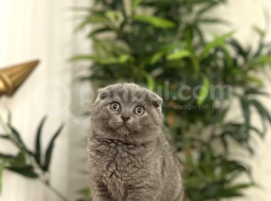 Bi̇rbi̇ri̇nden Güzel Scottish Fold Yavrularim