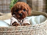 Veteriner Kontrolleri Tam Ruhsatlı Üretim Toy Poodle Yavrul