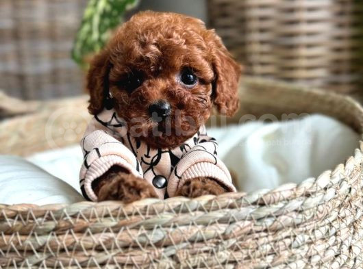 Veteriner Kontrolleri Tam Ruhsatlı Üretim Toy Poodle Yavrul görsel
