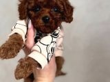 Veteriner Kontrolleri Tam Ruhsatlı Üretim Toy Poodle Yavrul