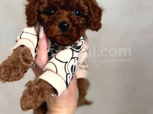 Veteriner Kontrolleri Tam Ruhsatlı Üretim Toy Poodle Yavrul görsel