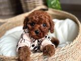 Veteriner Kontrolleri Tam Ruhsatlı Üretim Toy Poodle Yavrul