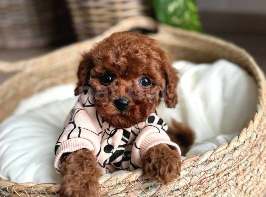 Veteriner Kontrolleri Tam Ruhsatlı Üretim Toy Poodle Yavrul