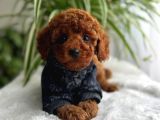 Üretim Belgeli-Eğitimli Mini Boy Toy Poodle Yavrular