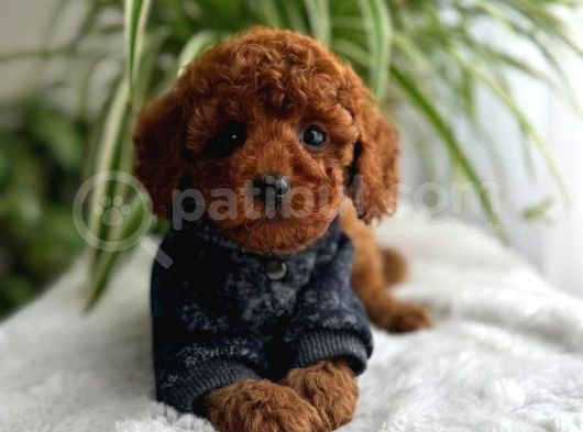 Üretim Belgeli-Eğitimli Mini Boy Toy Poodle Yavrular görsel