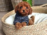 Üretim Belgeli-Eğitimli Mini Boy Toy Poodle Yavrular
