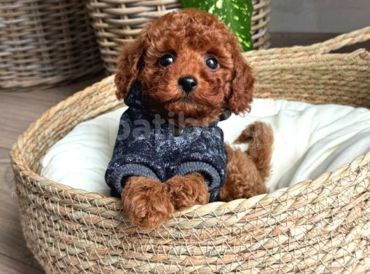 Üretim Belgeli-Eğitimli Mini Boy Toy Poodle Yavrular