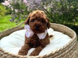 Toy Poodle Irk Garantili Ev Yaşamına Uygun Yavrular