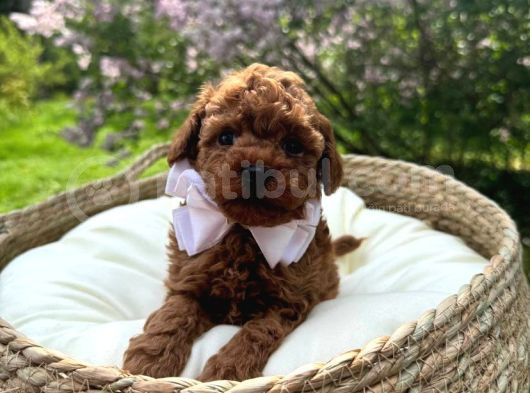 Toy Poodle Irk Garantili Ev Yaşamına Uygun Yavrular