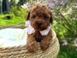 Toy Poodle Irk Garantili Ev Yaşamına Uygun Yavrular