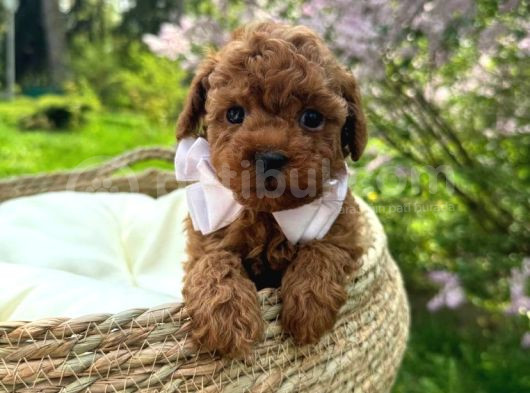 Toy Poodle Irk Garantili Ev Yaşamına Uygun Yavrular görsel