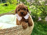 Toy Poodle Irk Garantili Ev Yaşamına Uygun Yavrular