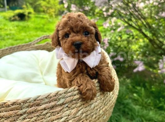 Toy Poodle Irk Garantili Ev Yaşamına Uygun Yavrular görsel