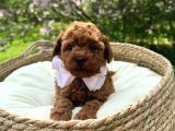 Toy Poodle Irk Garantili Ev Yaşamına Uygun Yavrular