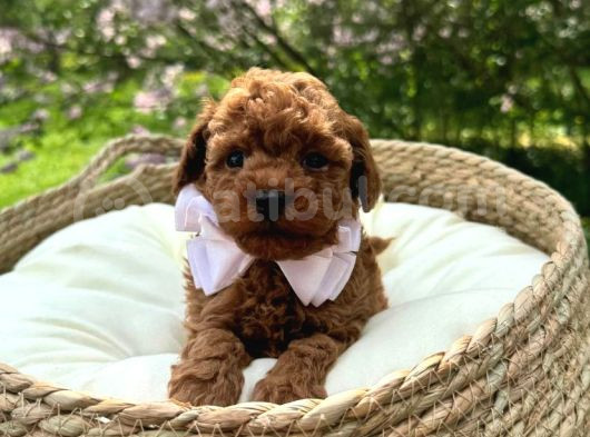 Toy Poodle Irk Garantili Ev Yaşamına Uygun Yavrular görsel