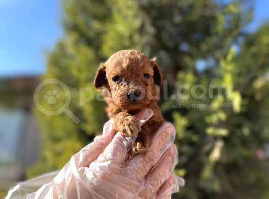 Avuç İçi Kadar Mutluluk Toy Poodle görsel