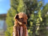 Avuç İçi Kadar Mutluluk Toy Poodle