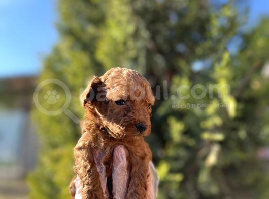 Avuç İçi Kadar Mutluluk Toy Poodle görsel