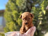 avuç İçi kadar mutluluk toy poodle
