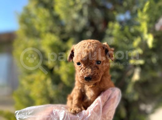 Avuç İçi Kadar Mutluluk Toy Poodle