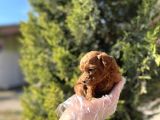 Avuç İçi Kadar Mutluluk Toy Poodle