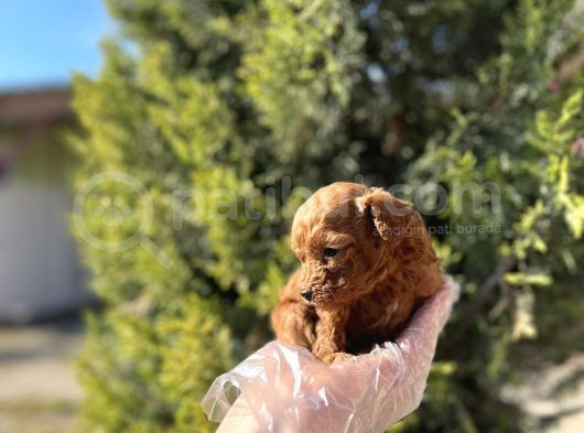 Avuç İçi Kadar Mutluluk Toy Poodle görsel
