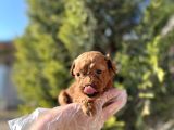 Avuç İçi Kadar Mutluluk Toy Poodle