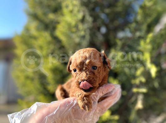 Avuç İçi Kadar Mutluluk Toy Poodle görsel