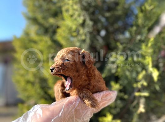 Avuç İçi Kadar Mutluluk Toy Poodle görsel