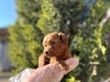 Avuç İçi Kadar Mutluluk Toy Poodle