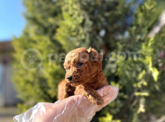 Avuç İçi Kadar Mutluluk Toy Poodle görsel